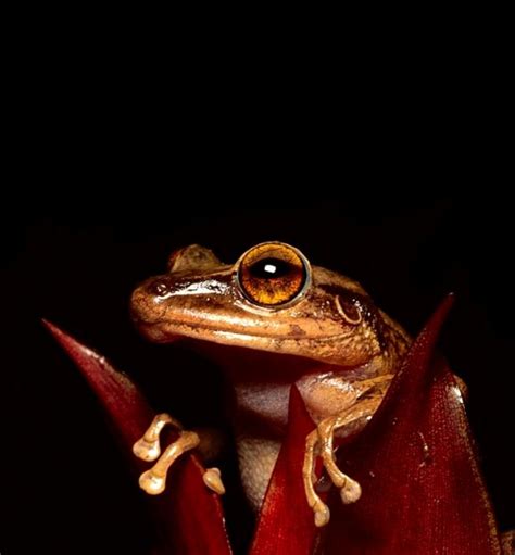 For example, the red-eyed tree frog, whose curious eyes and glittering skin seem to embody the wonder and beauty of the rainforest, is rarely spotted. ... Found throughout the lowlands of Costa Rica's Caribbean and Pacific coasts, the rain frog has a grainy appearance that helps conceal it from predators. A prominent gold stripe along the .... 