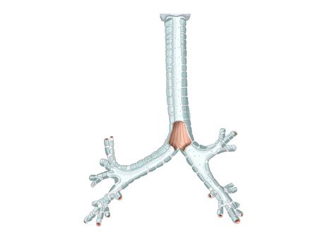 🍆 Carina Onlyfans Leaked XXX