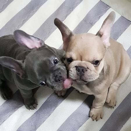 Caring For French Bulldog Puppies