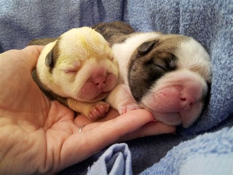 Caring For Newborn English Bulldog Puppies