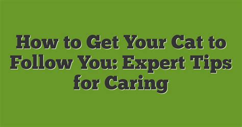 Caring For Your Cat