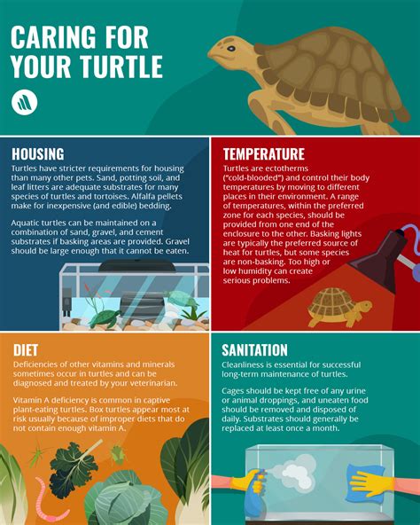 Caring For Your Turtle Caring For Your Pet Caring For Your Pet Library