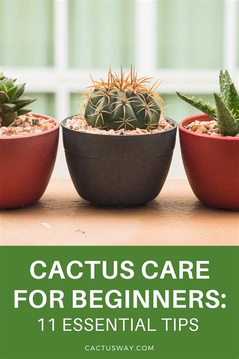 Caring for False Cactus & Dragon Bones Home Guides SF Gate