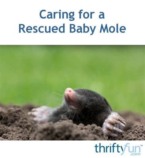 Caring for a Rescued Baby Mole ThriftyFun