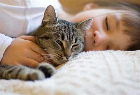 Caring for cats. Things To Know About Caring for cats. 