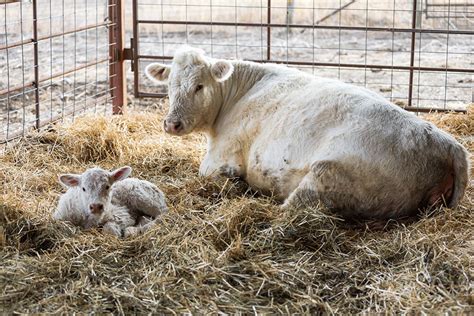 Caring for the heifers at calving - agupdate.com