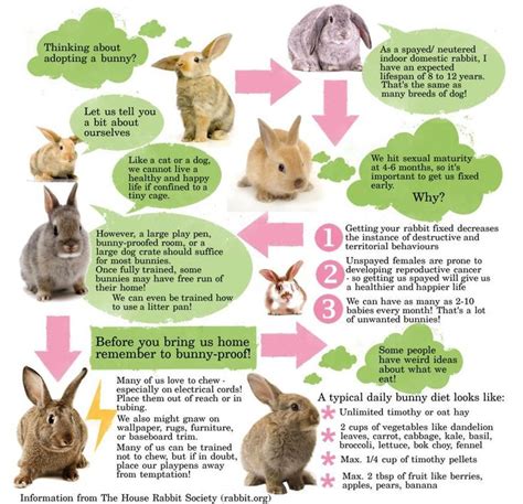 Caring for your companion pet rabbit a guide for grown ups. - Études géologiques dans la région paléozoïque comprise entre rabat et tiflet..