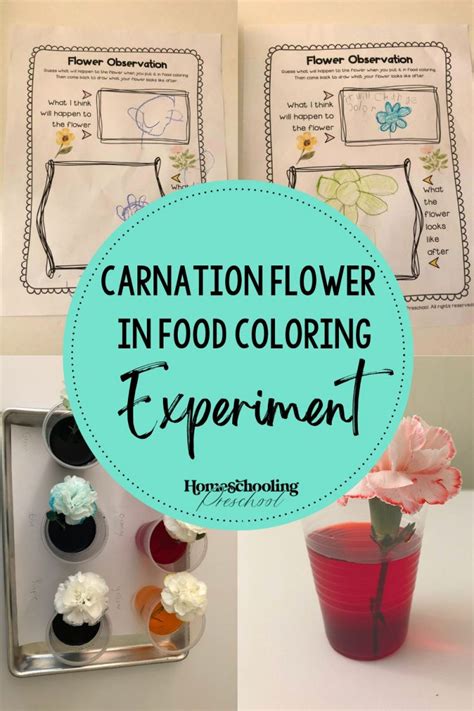 Carnation Flower Food Coloring Experimen