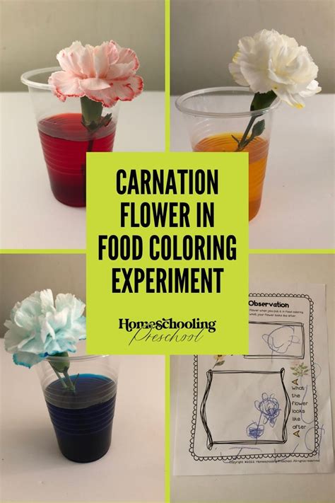 Carnation Food Coloring Experimen
