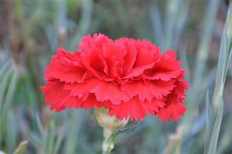 Carnation red Definition & Meaning - Merriam-Webster