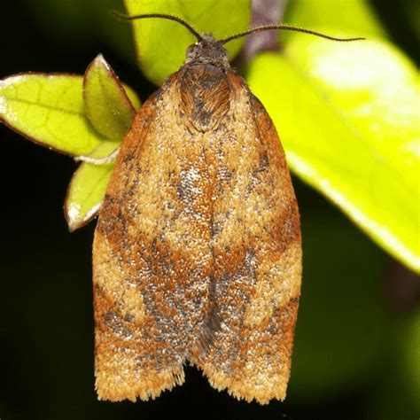 Carnation tortrix moth control.  Van de Vrie M, 1991.  Management A mixtur...
