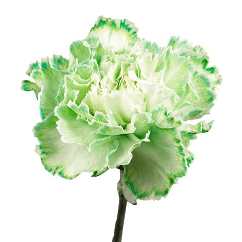 Carnations Fancy Green Flowers - Wholesale