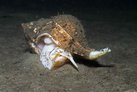 On the other hand, as a carnivorous gastropod, R. venosa is an invasive species in many areas in the world [14] , which causes serious damage to bivalve molluscan resources in. 