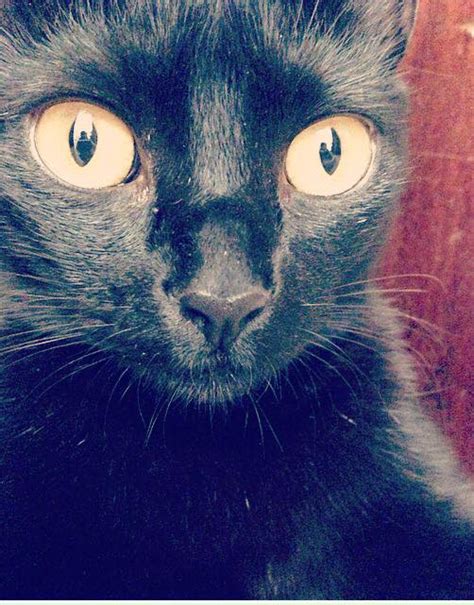 Carol Collesel Leaked 😈 [SEX VIDEO]