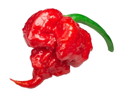 Carolina Reaper: Scoville, Where to Buy & Growing Guide - Grow …