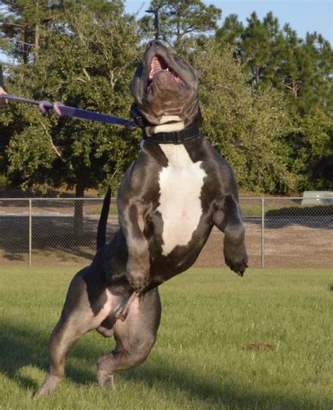 In the heart of North Carolina you will find Carolina Bullies. With more than 10 years experience of breeding American Bullies, we have created exceptional productions for some of the biggest kennels in the world.