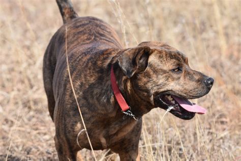 About the Breed. The Mountain Cur is a hunt
