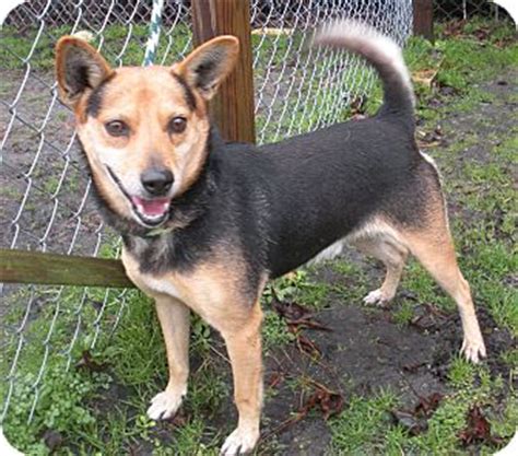 Carolina dog corgi mix. THIS IS A COURTESY POST FOR A DOG LOCATED IN BETHUNE, SC. IF INTERESTED, PLEASE CALL ASHLEE TAYLOR AT 803-713-4521. &nbsp; Link appears to be a mix of corgi and beagle, estimated to be about 3 years old and weighing 15 to 20 lbs. He has been kept mostly as an outdoor dog because he is not house trained and seems to like … 