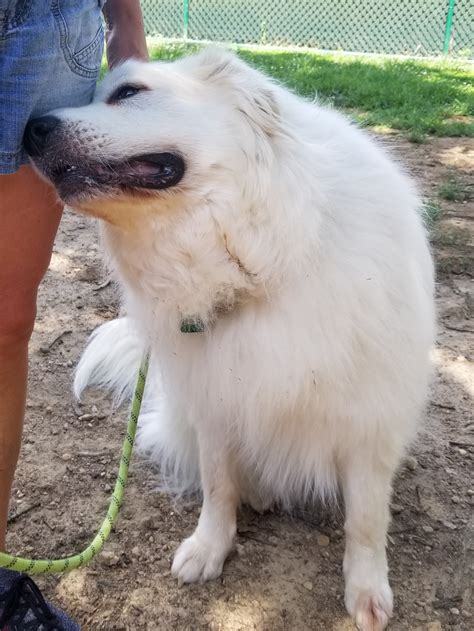 Great Pyrenees Rescue Information: The Great Pyrenees is a huge, fluffy herding dog. Independent and protective, the Great Pyrenees is devoted to its family and somewhat stubborn. Great Pyrenees need to be socialized with children as puppies. This breed is an imposing guardian but is gentle unless threatened or provoked.. 