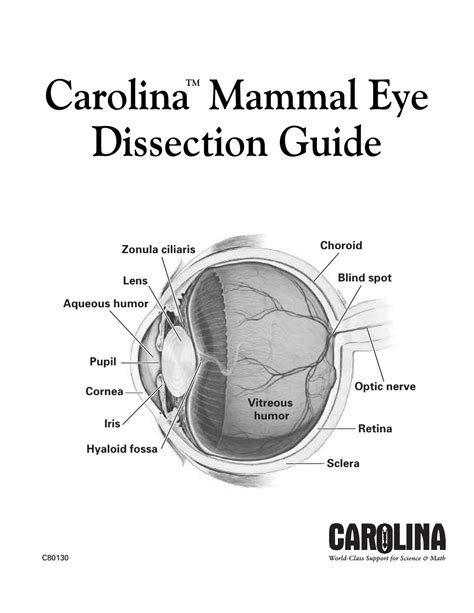 Carolina mammal eye dissection guide answers. - Les saints de la cathédrale de monreale en sicile.