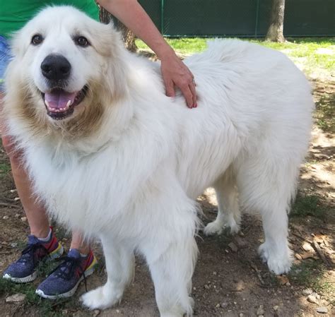 Great Pyrenees Rescue Society - GPRS. 90,404