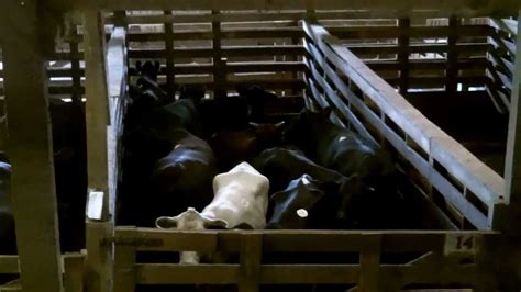 Carolina Stockyards Livestock Auction (Monday) -