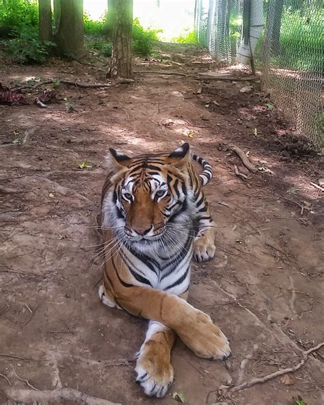 Carolina tiger rescue in pittsboro. Things To Know About Carolina tiger rescue in pittsboro. 