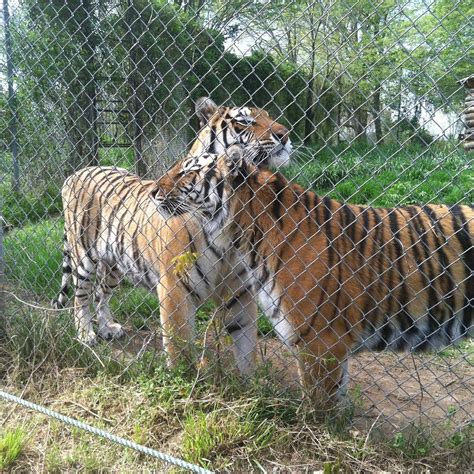 Carolina tiger rescue pittsboro north carolina. 1940 Hanks Chapel Rd. Pittsboro, NC 27312 (919) 542-4684 (919) 542-4454 info@carolinatigerrescue.org ... Carolina Tiger Rescue, 1940 Hanks Chapel Road, Pittsboro, NC 27312. If you do include Carolina Tiger Rescue in your will or trust, please let us know so that we may thank you and include you among our … 