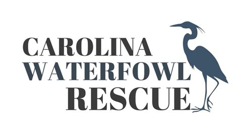 Carolina waterfowl rescue. Carolina Waterfowl Rescue is located in Indian trail, NC, and is a certified 501 (c) non-profit organization who cares for rescue animals. Our mission is to provide a facility for the rescue, treatment, and release or re-homing of sick, in... 