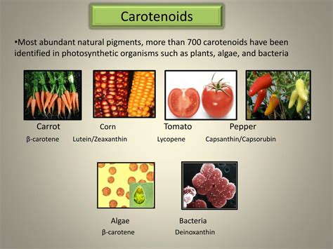 Carotenoids - Definition, Function and Types Biology Dictionary