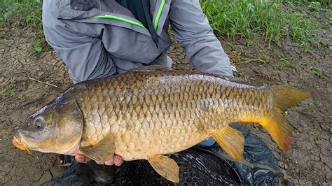 Carp Fishing in Rivers - How to Catch Carp in Rivers