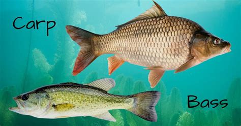 Carp vs Bass: Detailed Comparison - eatingthewild.com