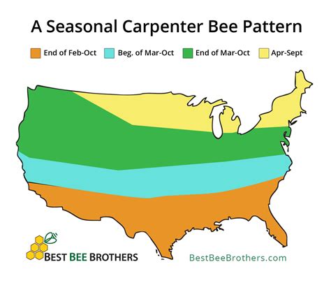 Carpenter Bees By State - When do bees affect you?