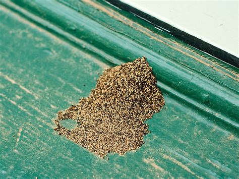 Carpenter ant droppings. Asides from wood debris, the frass of carpenter ants would also contain body parts of dead insects, fecal matter(ant droppings), soil, and gravel. On the other hand, termite frass doesn’t carry most of the components found in carpenter ant frass. It is just a composition of wood mixed with termite droppings; courtesy of their great appetite ... 