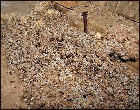 Carpenter ant frass. Carpenter ant infestations are indicated by piles of wood shavings, the presence of smooth holes in wood and the emergence of large, winged ants from the structure. Worker ants don... 