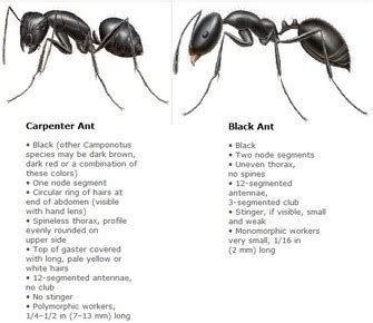 Carpenter ant vs black ant. In contrast, carpenter ants have an affinity for wood. Physical Characteristics: Pavement ants are generally smaller, measuring 2 to 4 millimeters long, with brownish-black bodies and segmented abdomens. In contrast, carpenter ants are larger, ranging from 6 to 12 millimeters in length, black or red in color. 