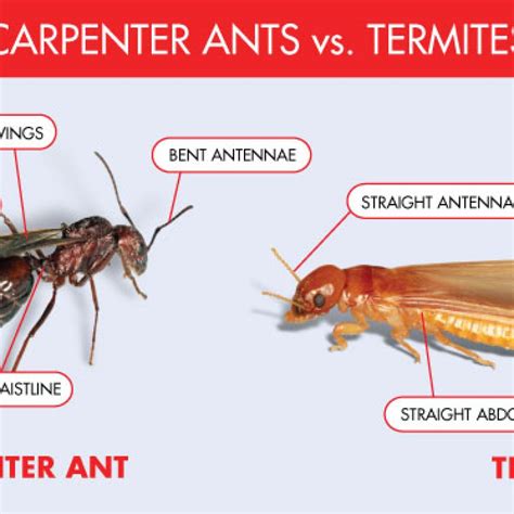 Carpenter ant vs termite. 1 day ago · According to the expert, “One key difference between carpenter ants and termites is their feeding habits. While both insects can cause damage to wood, termites are much more destructive as they actually consume the wood for nutrition. Carpenter ants, on the other hand, do not eat the wood but excavate it to create nesting sites.”. 