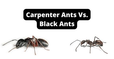 Carpenter ants vs black ants. Carpenter ants are one of the easier kinds of ants to spot due to their dark color and large bodies. Their sizes range from ¼ to ½ of an inch, making them one big ant to deal with. Their color is typically dark, most common is black. Male and female swarmer carpenter ants will have a set of wings, but the queen and worker ants do not. 