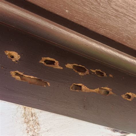 Carpenter bee damage. Jun 3, 2011 · Fill Abandoned Holes: When carpenter bees emerge in spring and again in fall, fill holes with a bit of steel wool, a wad of aluminum foil, a dowel and wood glue, or even caulk. After filling the holes completely, paint over them. Treat Active Holes: If the holes are still active, you may want to treat the holes with a targeted dose of ... 
