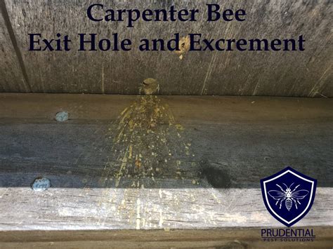 Carpenter bee treatment. 