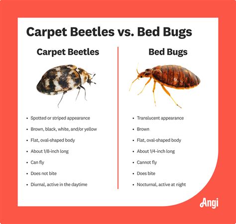 Carpet beetle vs bed bug. Nov 28, 2023 · Carpet Beetles vs. Bed Bugs Serving Illinois and Indiana. Are you finding small pests in and around your headboards, bed frames, mattresses, and box springs? Or perhaps you have pests in and around your rugs, carpets, book bindings, or fabric furniture? You might have a carpet beetle or a bed bug infestation. 