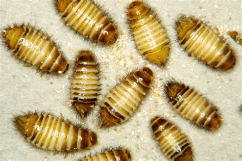 Carpet beetles. Carpet beetle larvae can cause damage to the belongings in your home if left untreated. Attracted to natural animal fibers including wool, silk, fur, and feathers, carpet beetles can damage carpets, furniture, and clothing items. Fortunately, with the right products and treatment plan, you can get rid of a carpet beetle infestation. 