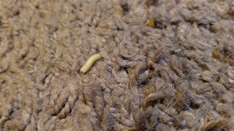 Carpet worms. In conclusion, one of our readers discovered a small, brown worm-like organism in his bed. We are confident that the creature is a carpet beetle larva. In order to get rid of carpet beetle larvae, our reader will need to begin a daily cleaning routine to get rid of their potential food sources. All About Worms is always free, always reader ... 