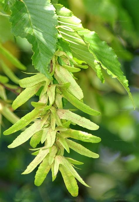 Carpinus betulus L..