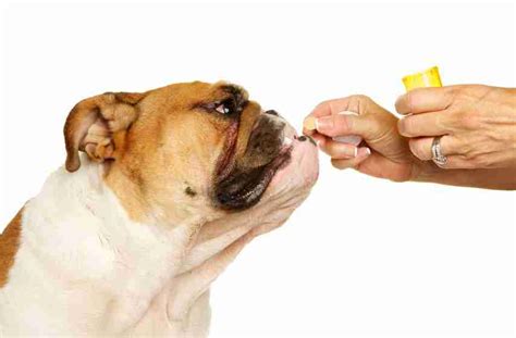 Carprofen And Cbd Interaction In Dogs