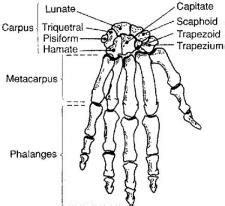 Carpus Encyclopedia.com