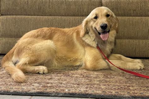 Quality Goldens for family comapions, obedience, and show. Kristil's LucyLu Will Rock U 2. AKC# SR26285702. OFA Hips - GR-93337F27F-PI. OFA Elbows - GR-EL16232F27-PI. Heart - GR-CA11104/13F/P-PE Eyes Clear - Cerf# GR-31568/2006--14 Lucy is medium light in color, she weighs 63 .... 