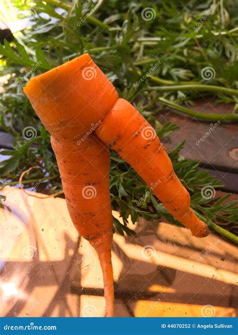 Sex2018xxxxx - th?q=Carrot leg