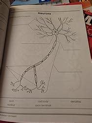 Carson Nervous Answer Dellosa System Key