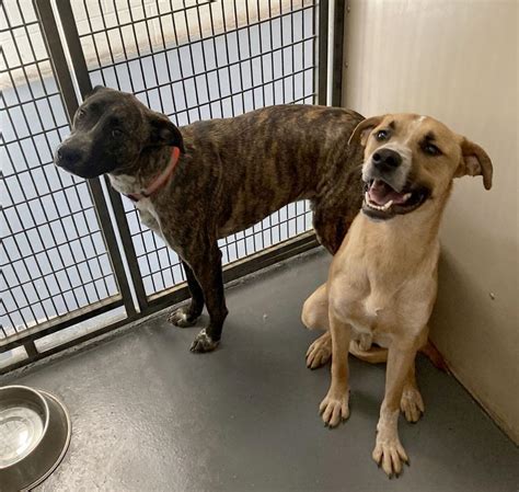Carthage humane society. We have the perfect pet to complete your family! ️ ️ Don't forget our Adoption Special TODAY! $25 off each adoption fee! (including sponsored pets!) $50 off each adoption fee for pets who have... 